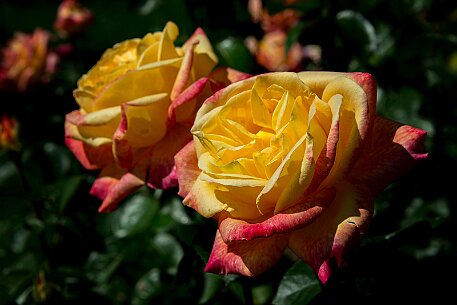 Schloss Heidegg | Rosengarten null