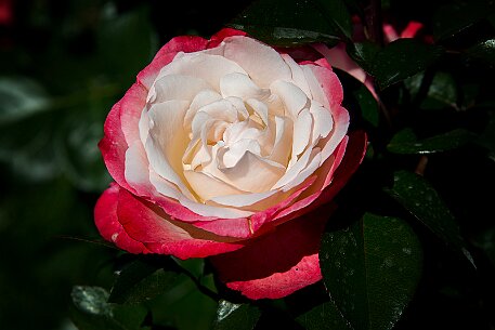 Schloss Heidegg | Rosengarten null