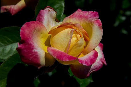 Schloss Heidegg | Rosengarten null