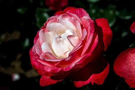 Schloss Heidegg | Rosengarten null