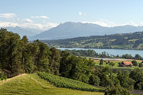 Schloss Heidegg null