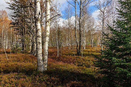 Tourbières des Ponts-de-Martel null