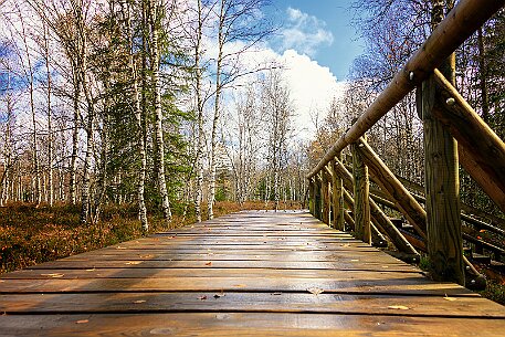 Tourbières des Ponts-de-Martel null