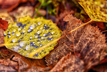 Tourbières des Ponts-de-Martel null