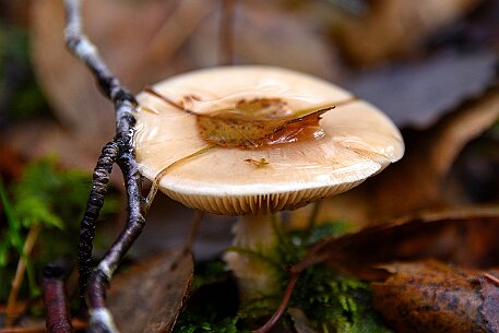 Tourbières des Ponts-de-Martel null