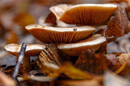 Tourbières des Ponts-de-Martel null