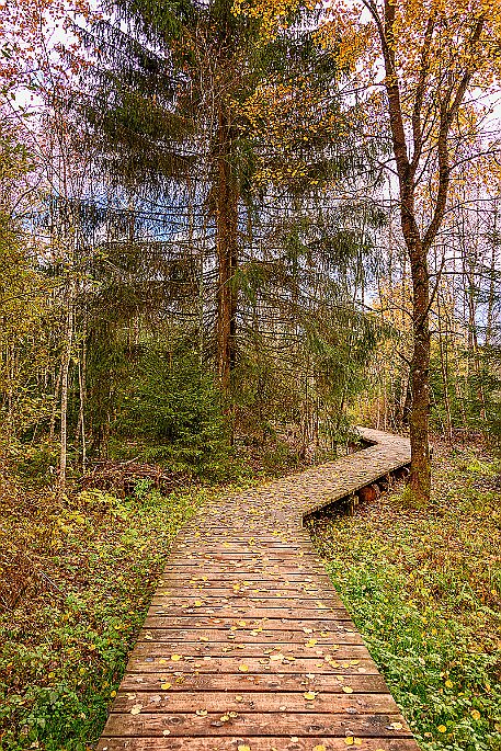Tourbières des Ponts-de-Martel null