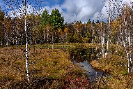 Tourbières des Ponts-de-Martel null