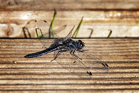 Etang de la Gruère null