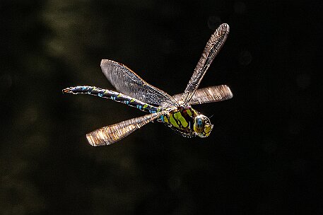 Etang de la Gruère null