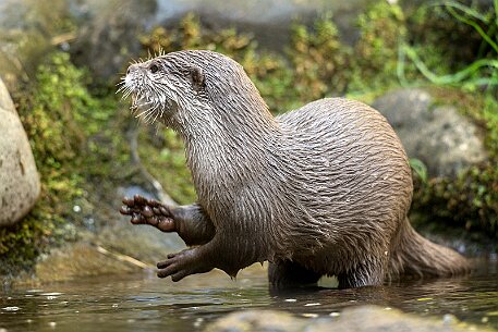 Europäischer Fischotter (Lutra) null