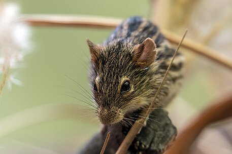 Eurasische Zwergmaus null