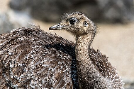 Darwin-Nandu (Rhea Pennata) null