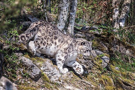 Schneeleopard (Panthera Unicia) null