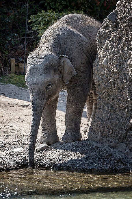 Asiatischer Elefant null
