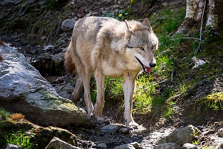 Mongolischer Wolf (Canis Lupus Chanco) null