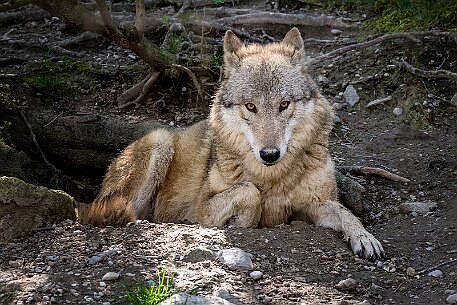 Mongolischer Wolf (Canis Lupus Chanco) null